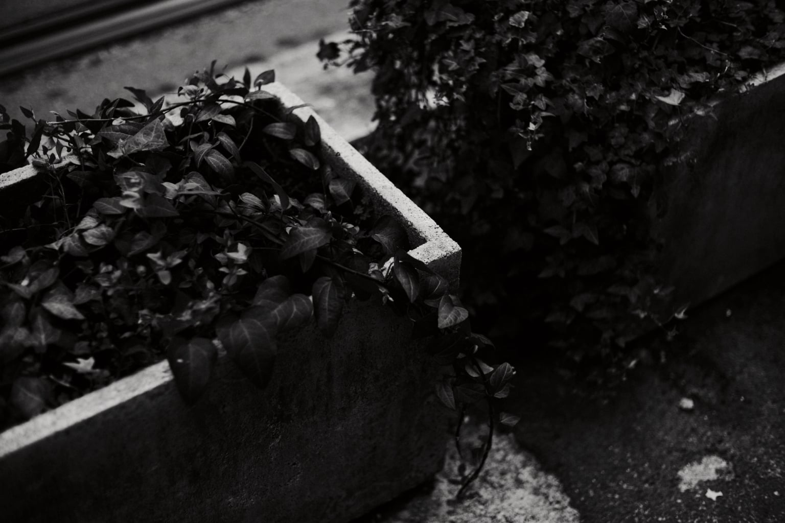 Roma - Image 37