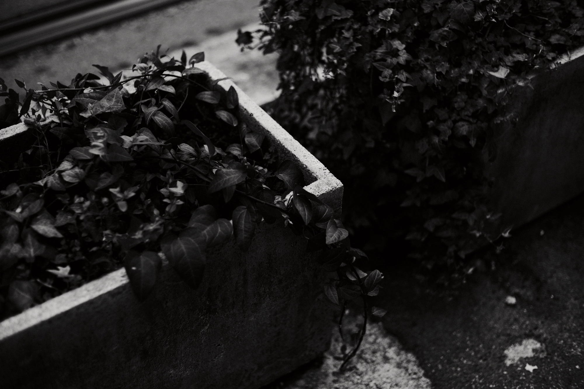 Roma - 44
